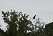 26th Sep 2022 - Crow in the Field