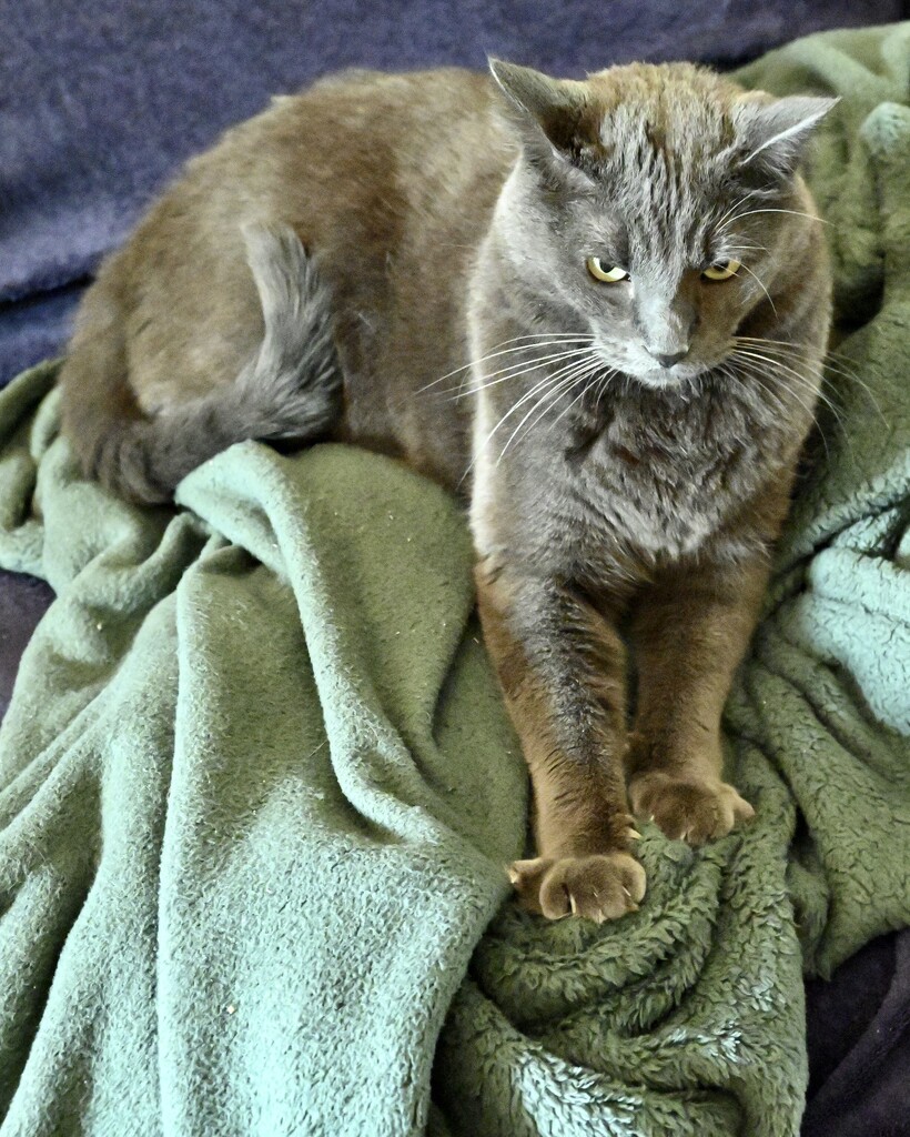 Grey Cat by metzpah