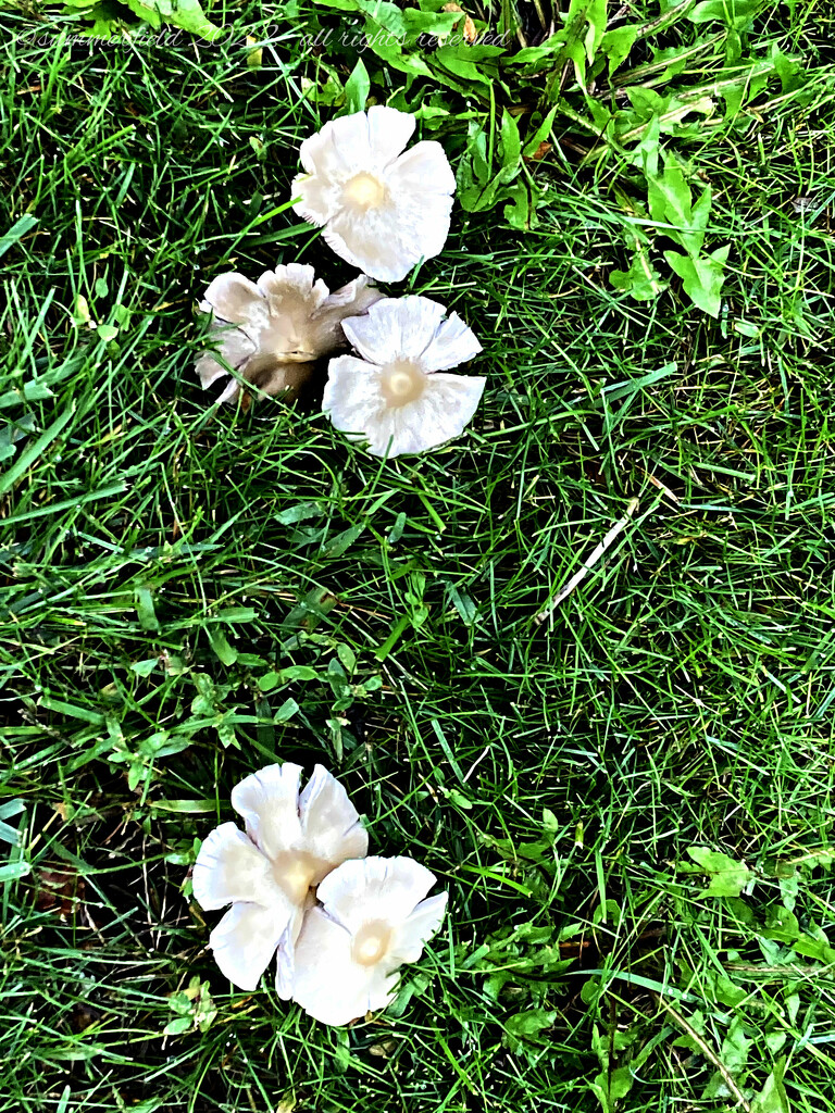 'shroom blooms by summerfield