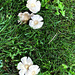 'shroom blooms by summerfield