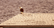 27th Sep 2022 - Bald Eagle Scoping Out the Waters!