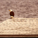Bald Eagle Scoping Out the Waters!