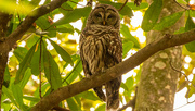 27th Sep 2022 - Found One of the Barred Owls Today!