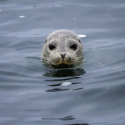 27th Sep 2022 - Harbor Seal