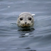 Harbor Seal by nicoleweg