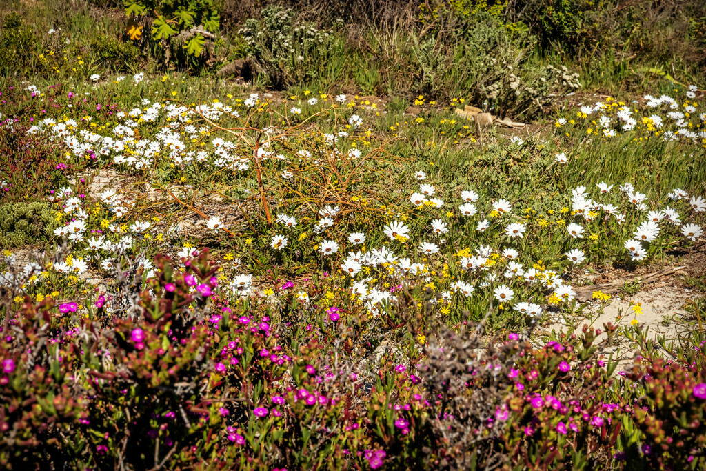 More flowers on the dunes by ludwigsdiana
