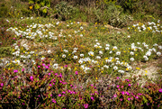 28th Sep 2022 - More flowers on the dunes