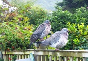 28th Sep 2022 - Wet and bedraggled.