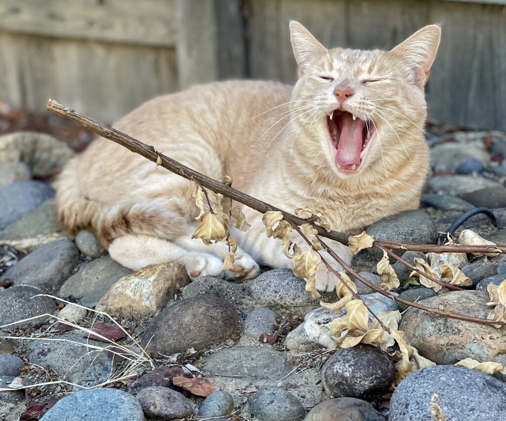Yawn by gardenfolk