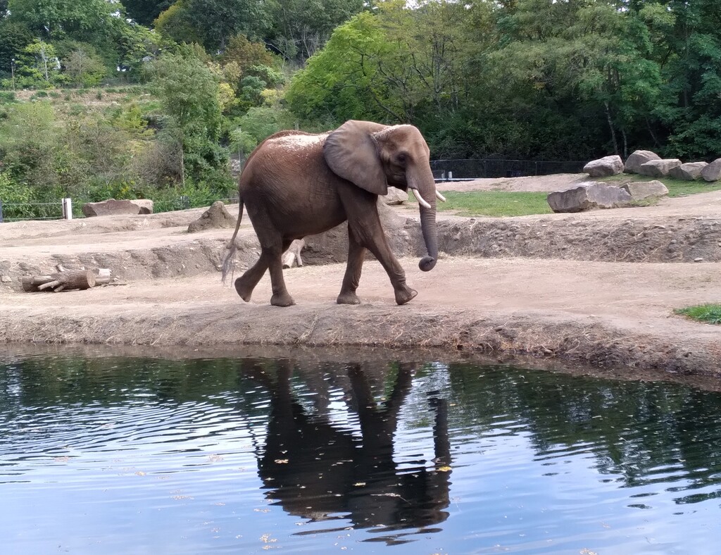 Elephant at the Zoo by julie