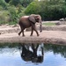 Elephant at the Zoo by julie