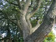 28th Sep 2022 - An old knarled tree.