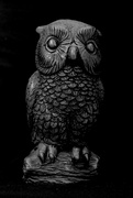 27th Sep 2022 - SOOC 27 - Wise Owl