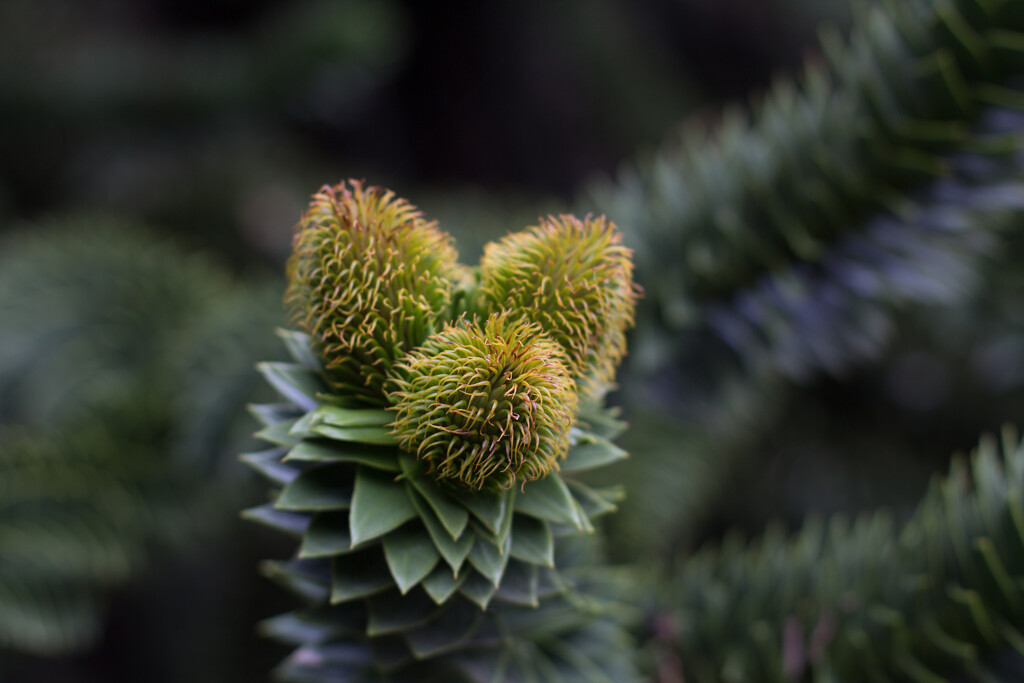 nf-sooc 25 Monkey puzzle flower by busylady