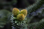 28th Sep 2022 - nf-sooc 25 Monkey puzzle flower