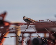 26th Sep 2022 - white crowned sparrow
