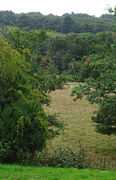 8th Sep 2022 - The site of the Battle of Hastings