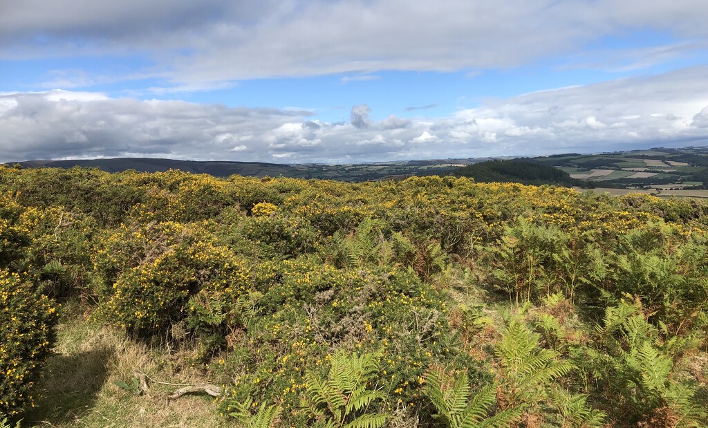 Gorse and Sky by susiemc