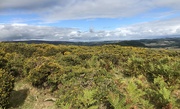 28th Sep 2022 - Gorse and Sky