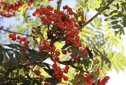 28th Sep 2022 - Rowan Berries