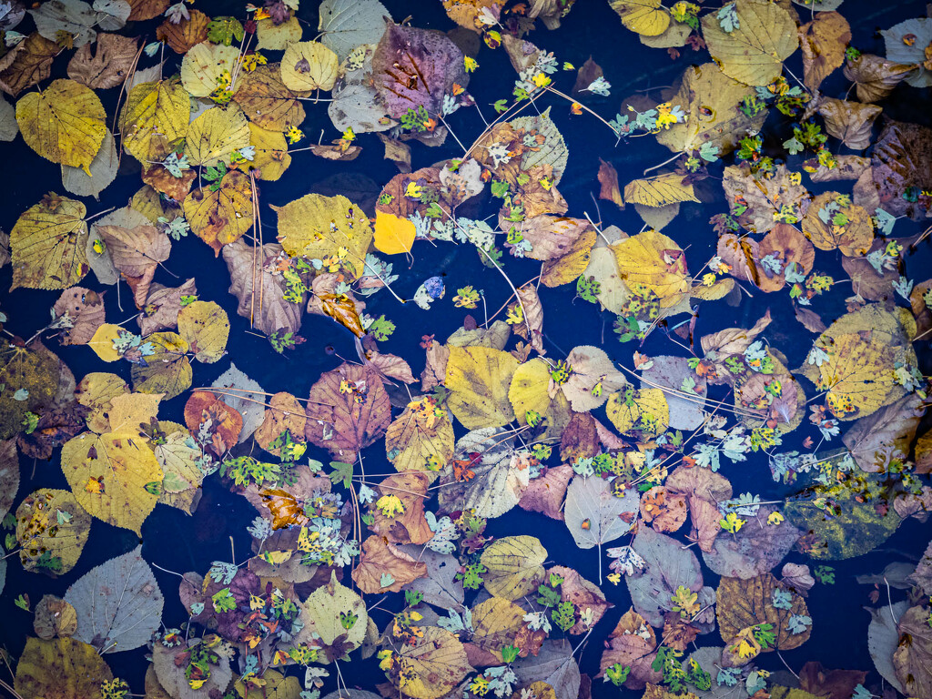 The autumn carpet by haskar