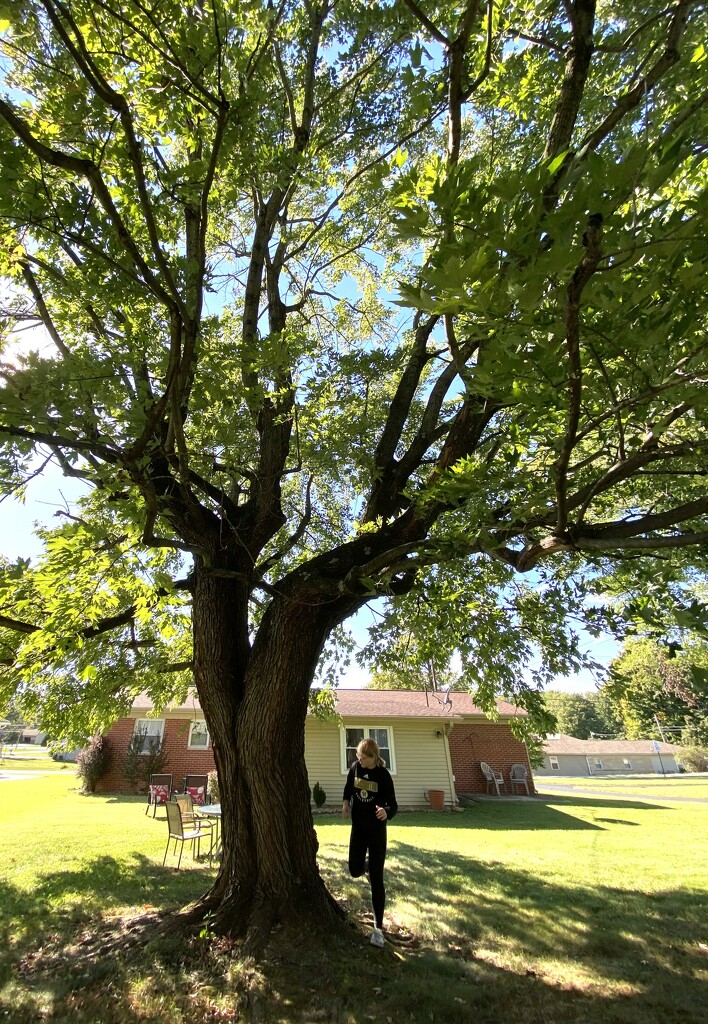 My new back yard has a huge maple tree by tunia