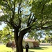 My new back yard has a huge maple tree by tunia