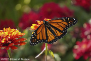 28th Sep 2022 - Male Monarch