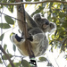 Natural cradle by koalagardens