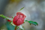 28th Sep 2022 - Red rose bud artistic
