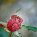 Red rose bud artistic