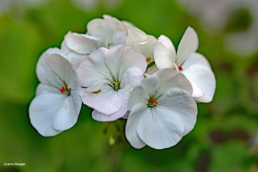 White geranium by larrysphotos