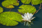 28th Sep 2022 - Water Lilly Reflection