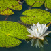 Water Lilly Reflection