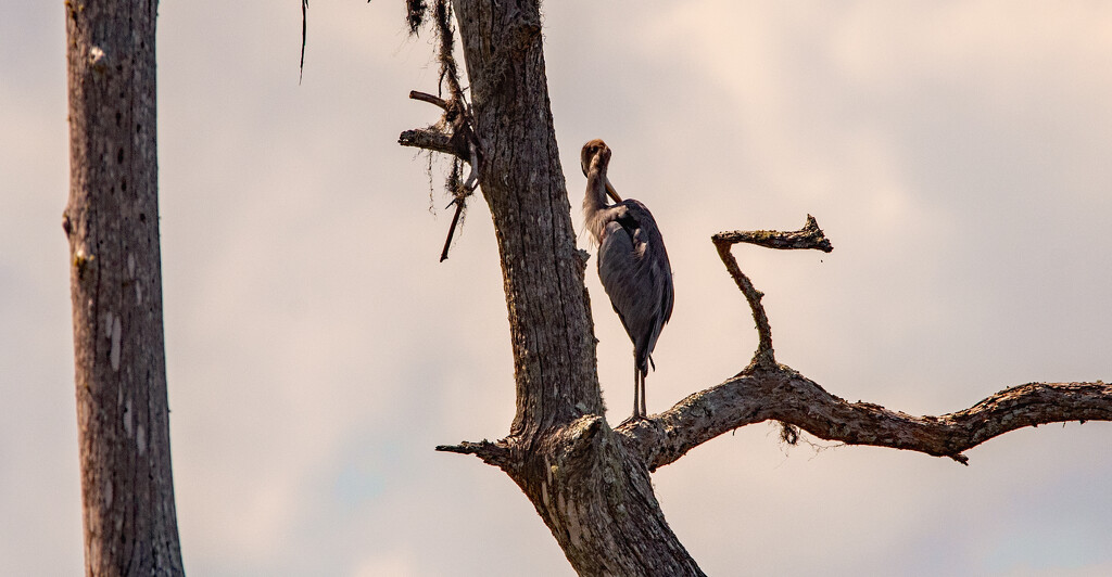 Blue Heron With a Twisted Neck! by rickster549