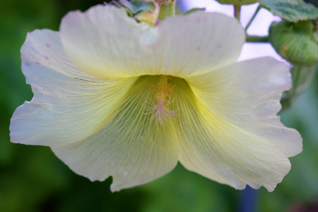 Pale yellow Hollyhock by sandlily