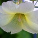 Pale yellow Hollyhock by sandlily