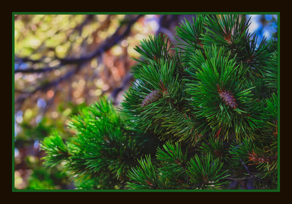 Pine Cones  by joysfocus