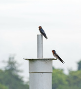 28th Sep 2022 - Birds on pole