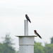 Birds on pole