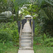 Mangrove Walkway 