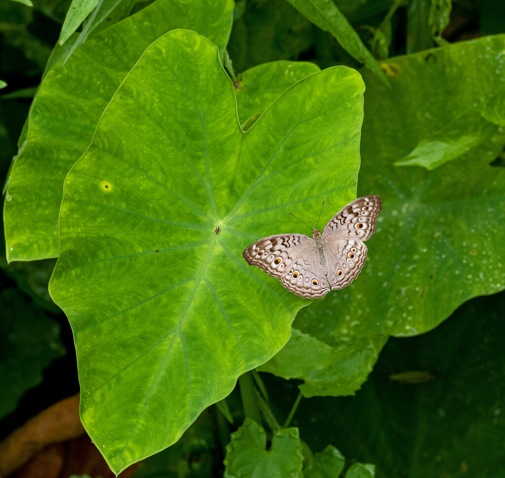 Butterfly  by ianjb21