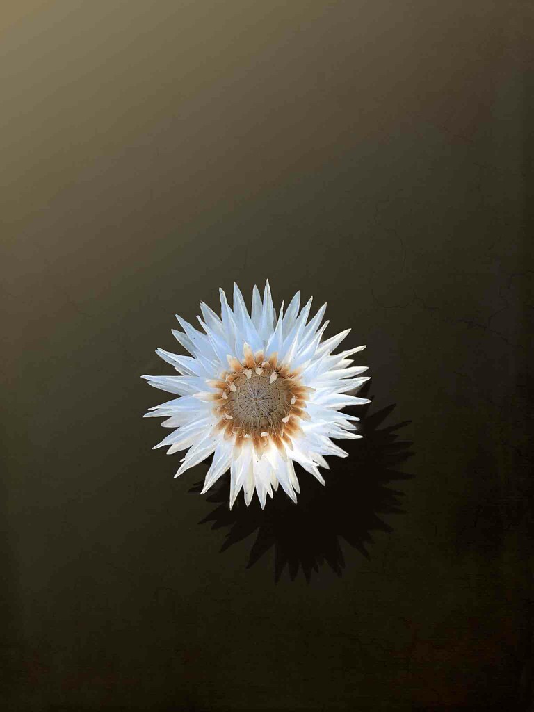 Paper daisy by pusspup