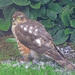 A young kestrel (?)  by marianj