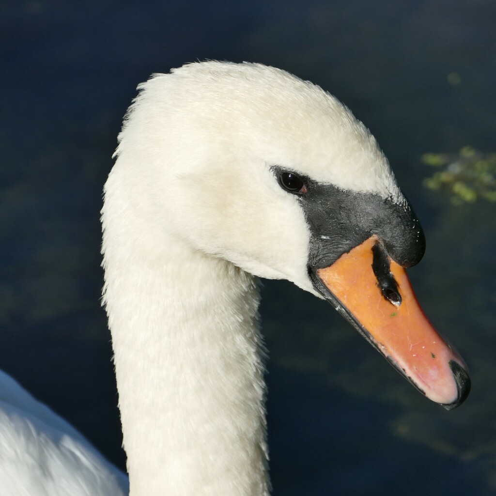 swan portrait by cam365pix