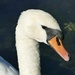 swan portrait by cam365pix