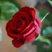 a red rose from the bunch
