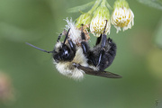 29th Sep 2022 - Bumble Bee