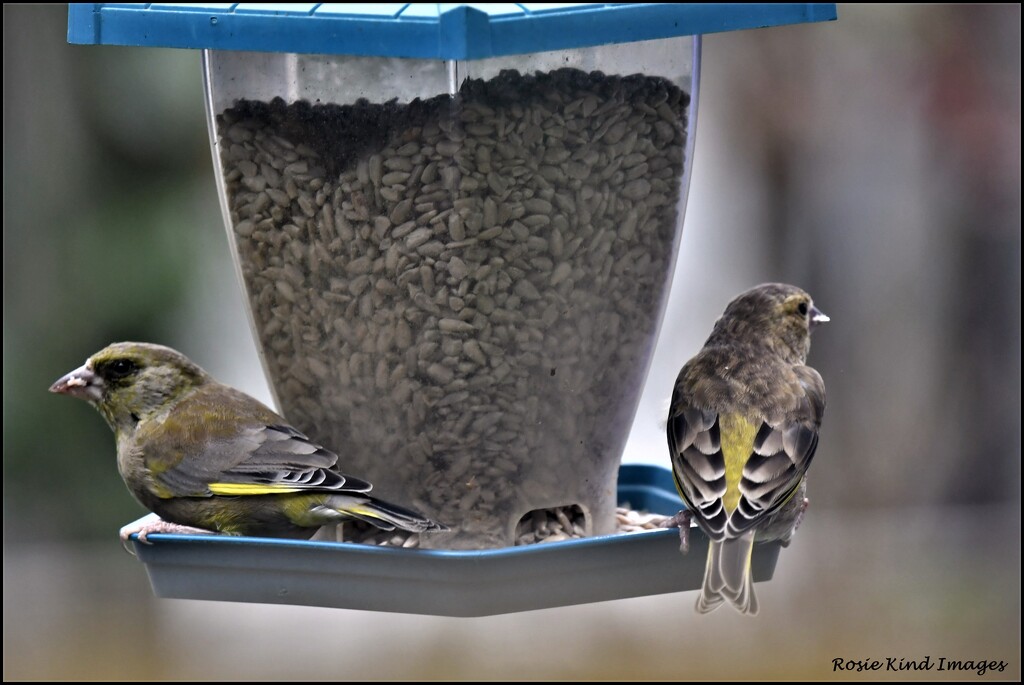 Mr and Mrs Greenfinch by rosiekind