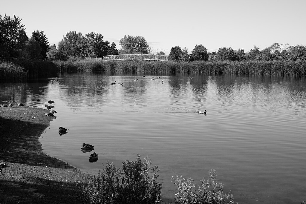 Morning with Ducks and Geese by gardencat